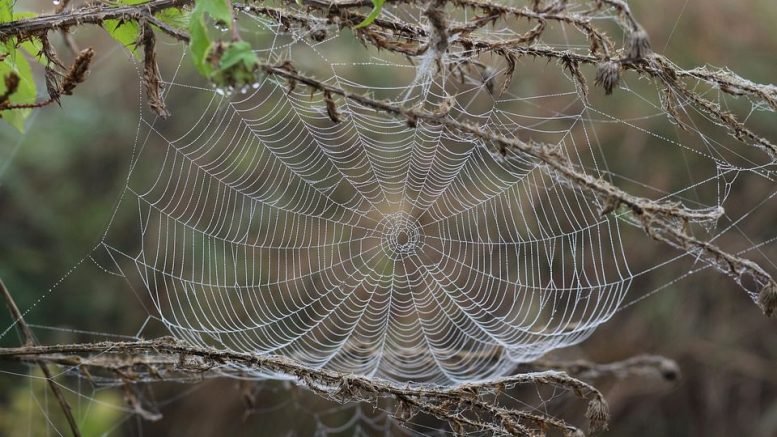 Warfare Prayers Against Cobweb Attacks - Dreamswithjoshua
