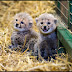 These cheetah cubs will brighten your day!