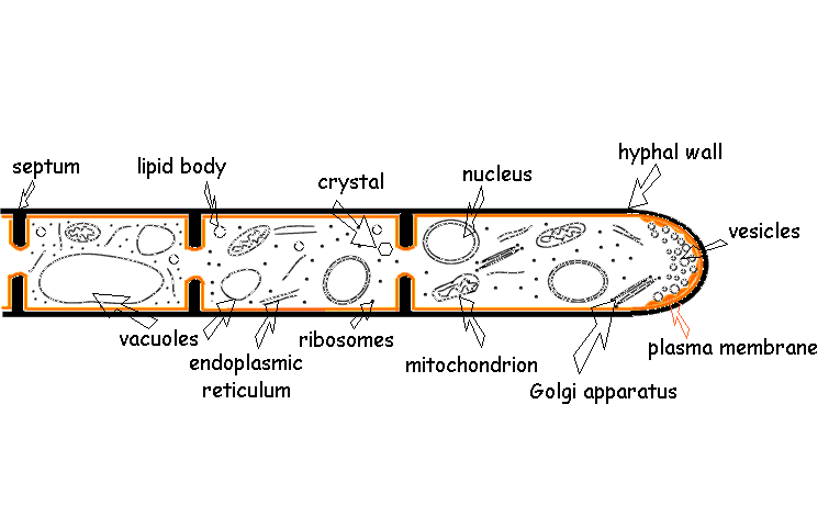 Oh93 Independent Study On Fungi Morphology Microscopic
