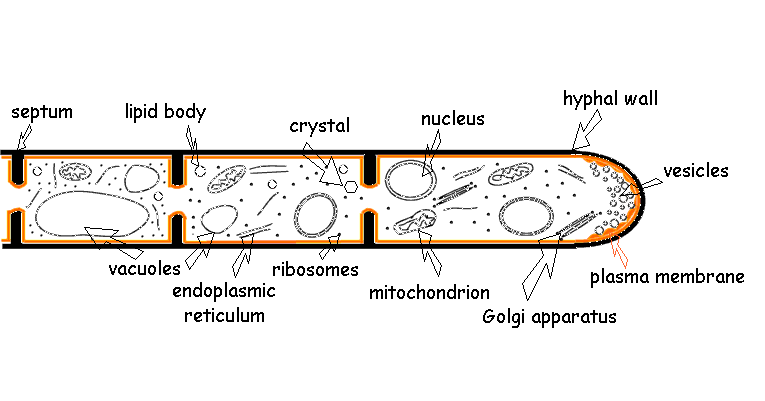 OH93 Independent study on FUNGI: Morphology: Microscopic ... hypha diagram 