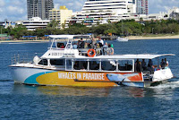Whales in Paradise boat