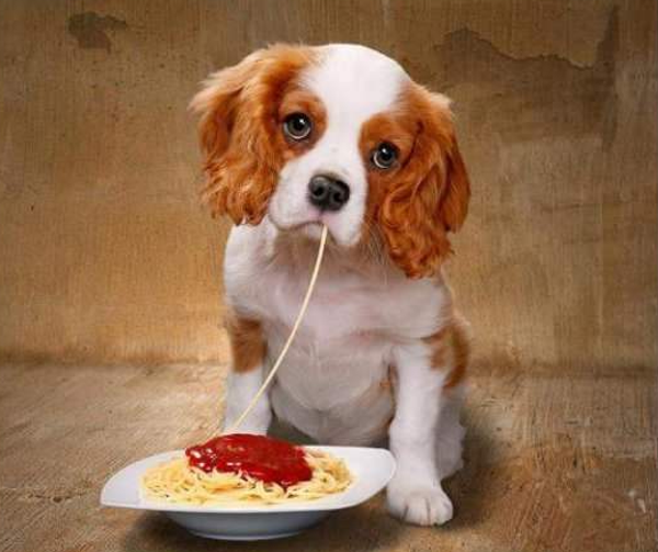 Il Mondo Dei Cani Frasi In Inglese Sugli Animali