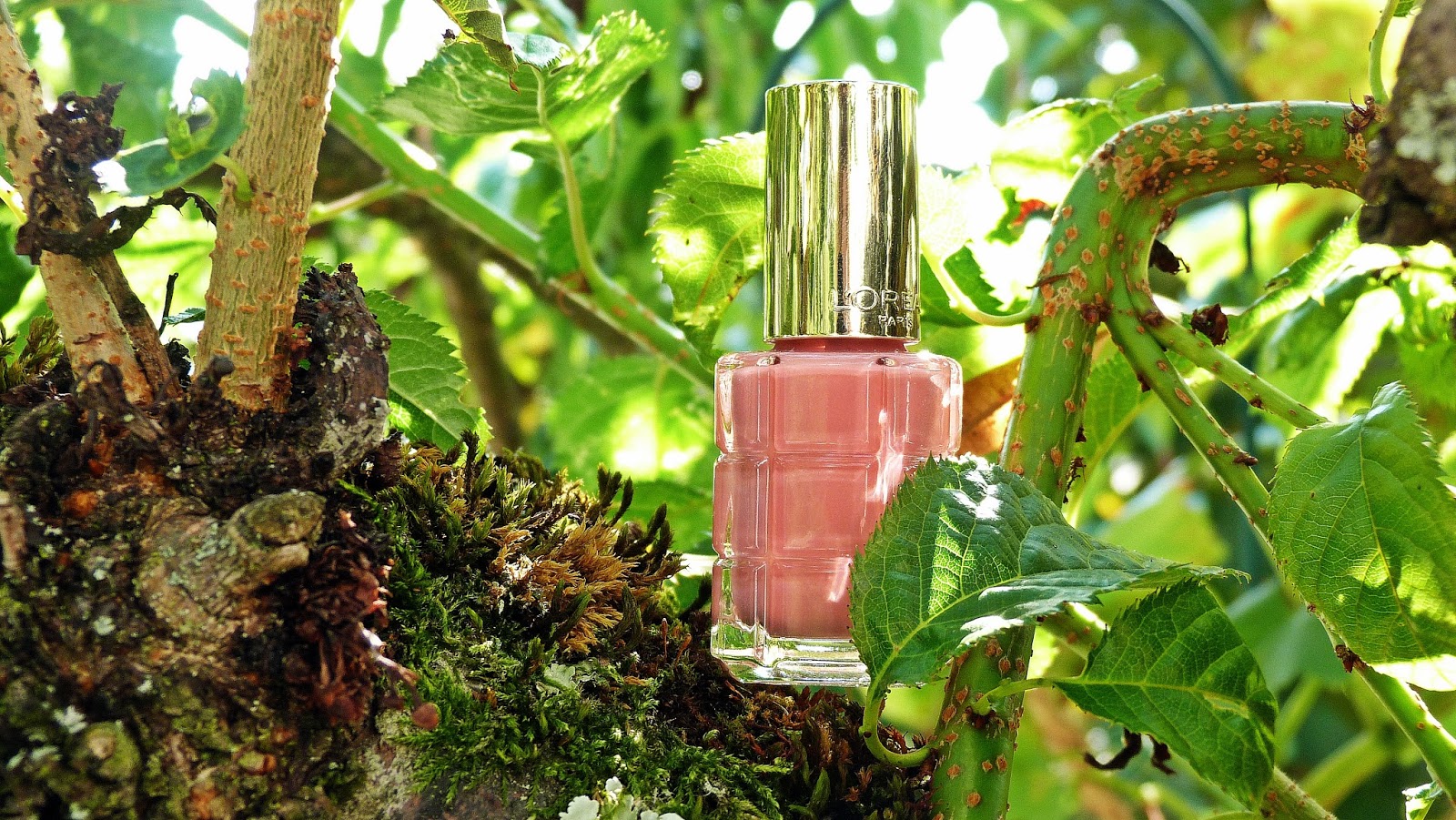 FARBWALD: A ROSE GARDEN