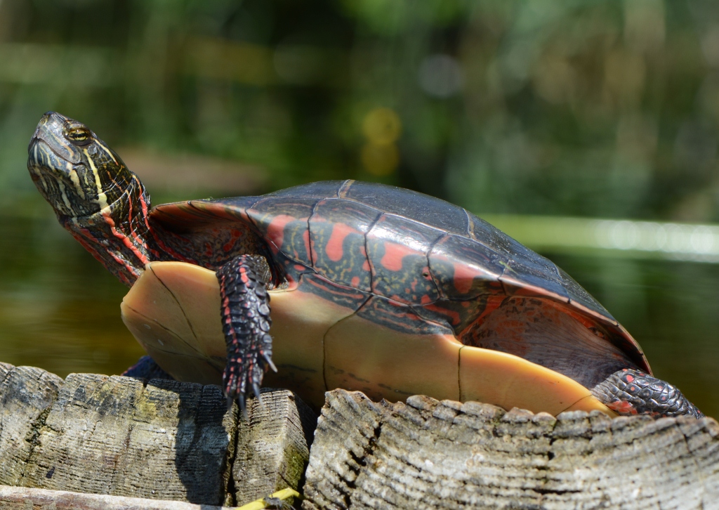 Ohio Birds and Biodiversity Swimming for turtles