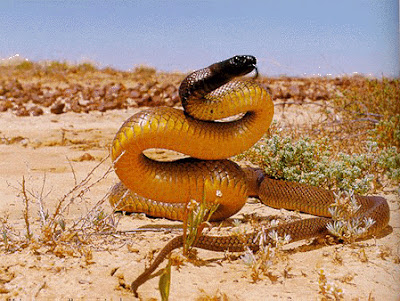 What is the world's most venomous snake?