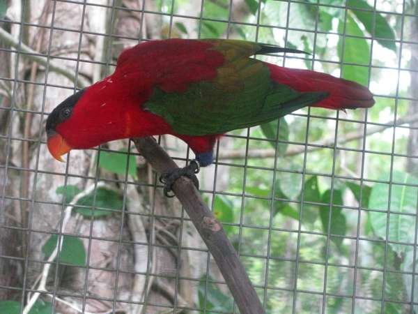 Cara Ternak Burung Nuri Kepala Hitam Untuk Pemula Sangkarlapis