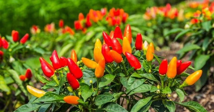 cara menanam dan budidaya cabe rawit