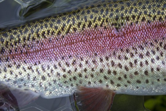 Closeup of a Caney Fork River rainbow trout