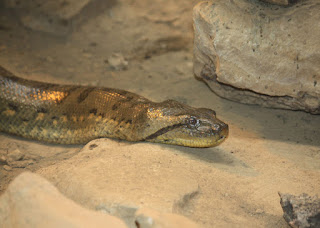 تعرف على أخطر حيوانات  الأمازون Green-anaconda