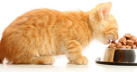 Frasi In Inglese Sugli Animali Il Mondo Dei Cani