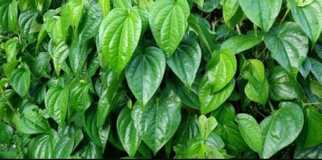 4000+ Gambar Daun Sirih Hutan HD Paling Baru 4000+ Gambar Daun Sirih Hutan HD Paling Baru