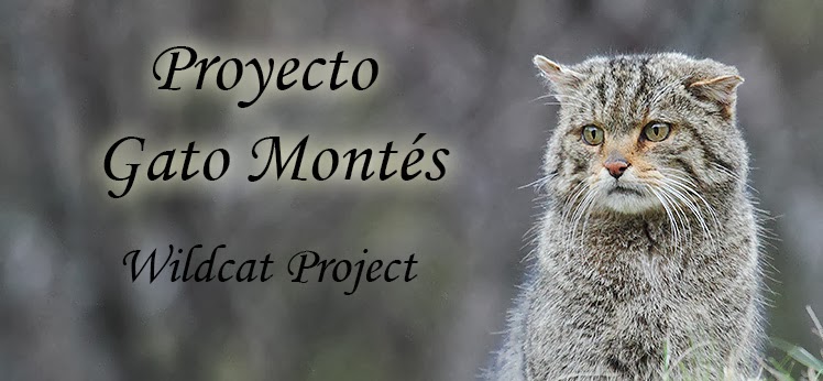 Proyecto Gato Montés (Wildcat project)