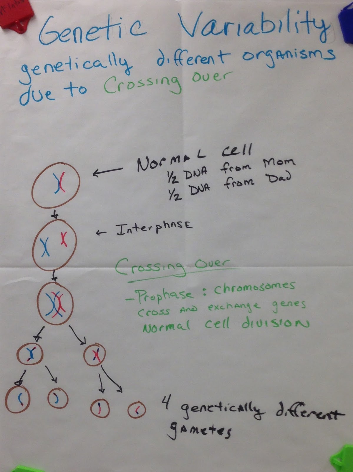 mrs paul biology biology notes charts 2015 2016 division chart