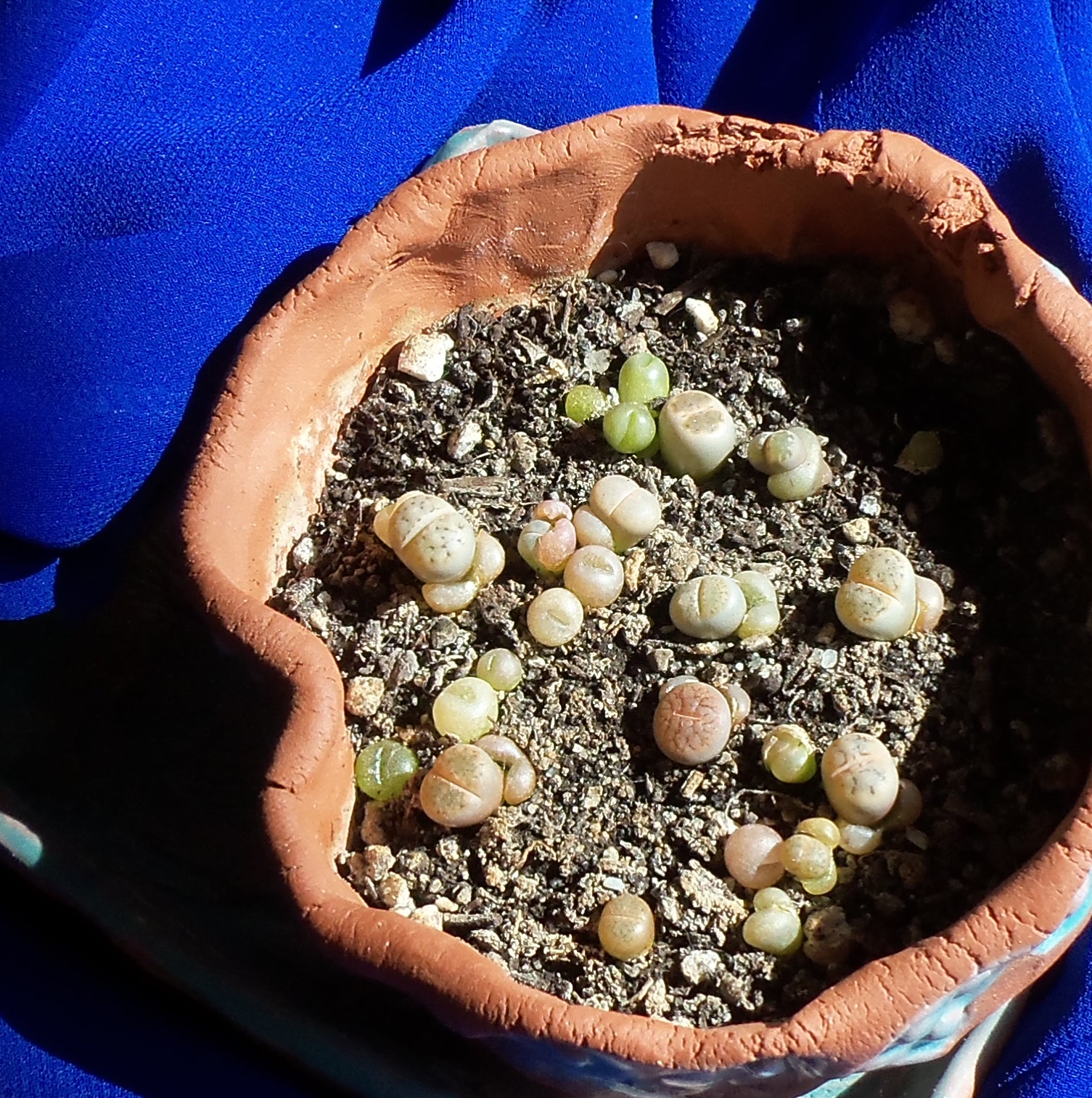 My Life Among the Lithops (and Other Strange Plants