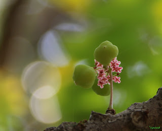    Star Gooseberry