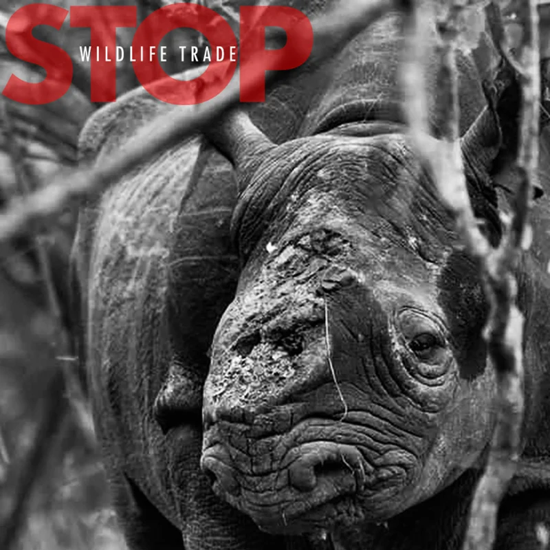 Stunning R1bn International Wildlife Trade Thrives On Facebook, Report Finds Background for Mobile