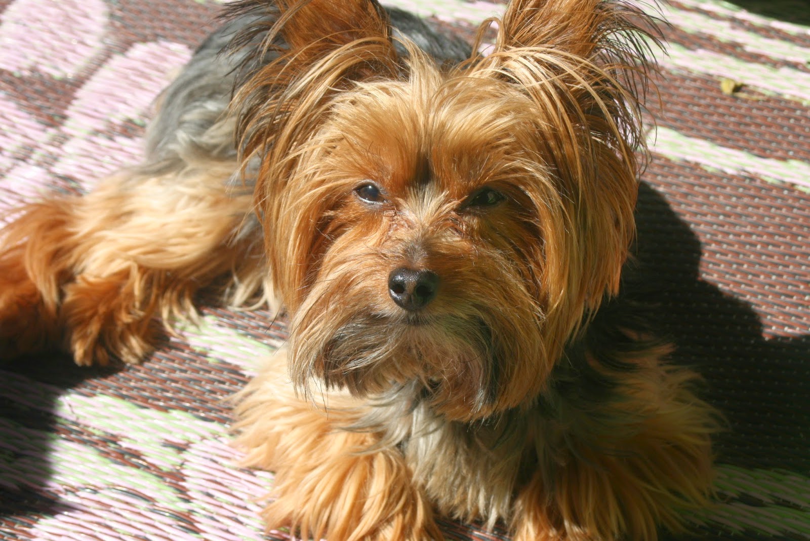 Miniature Yorkshire Terrier Yorkie as a Service Dog