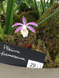 , Mostre primaverili: Horti di Veio e Monteporzio catone 2017, diarid'orchidee