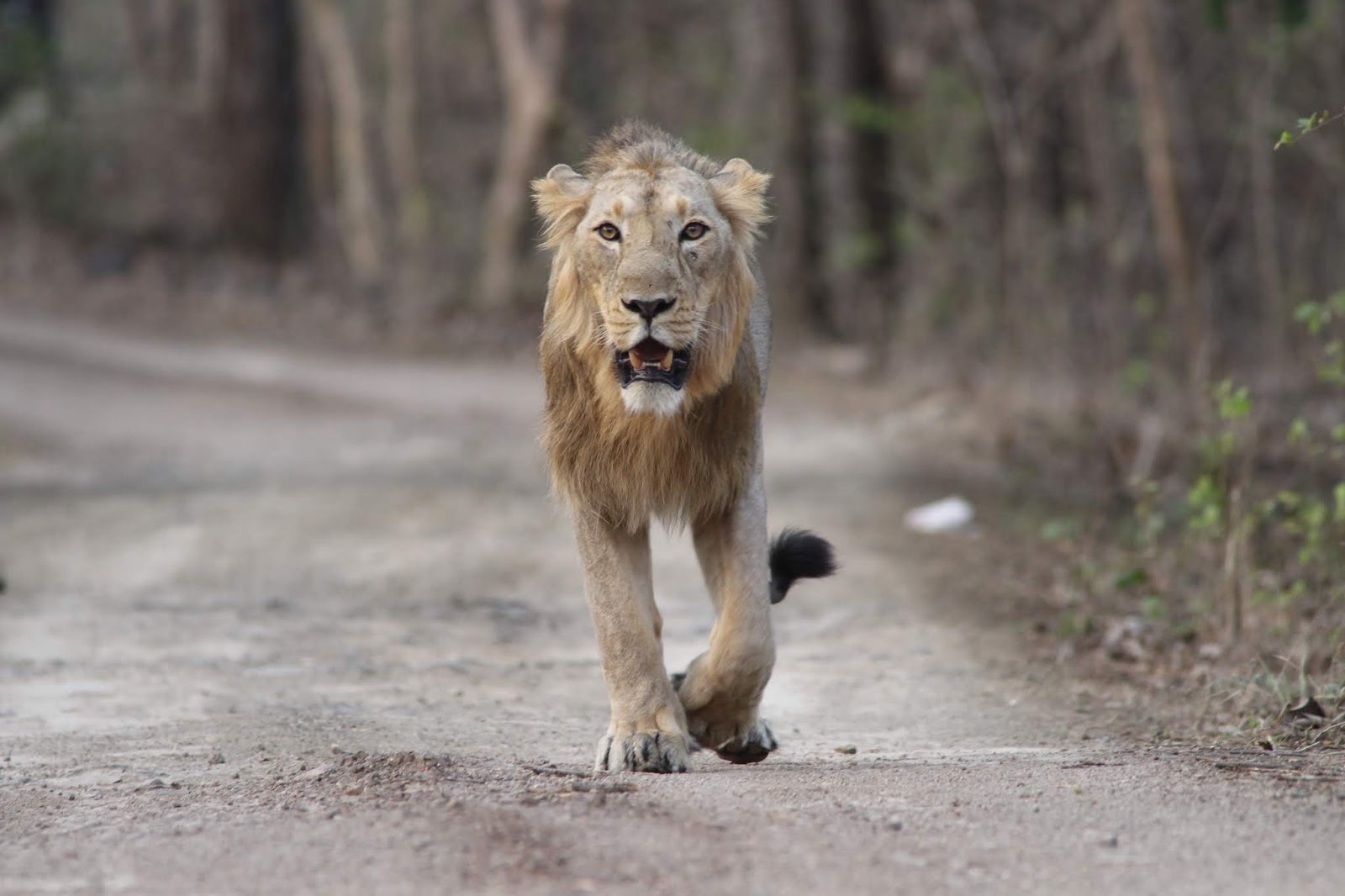 Glimpses of Gir Forest: Planning your trip to Gir National Park? Here