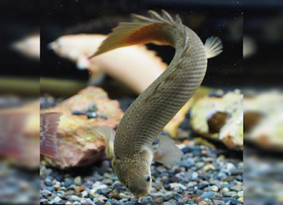 Bentuk Fisik Palmas Senegalus Bentuk Fisik Palmas Senegalus