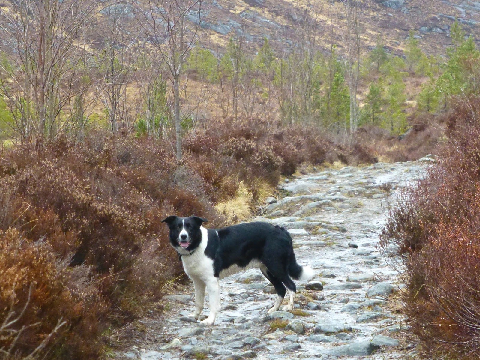 Big Gorse Bush Tom a'Choinich and Toll Creagach.