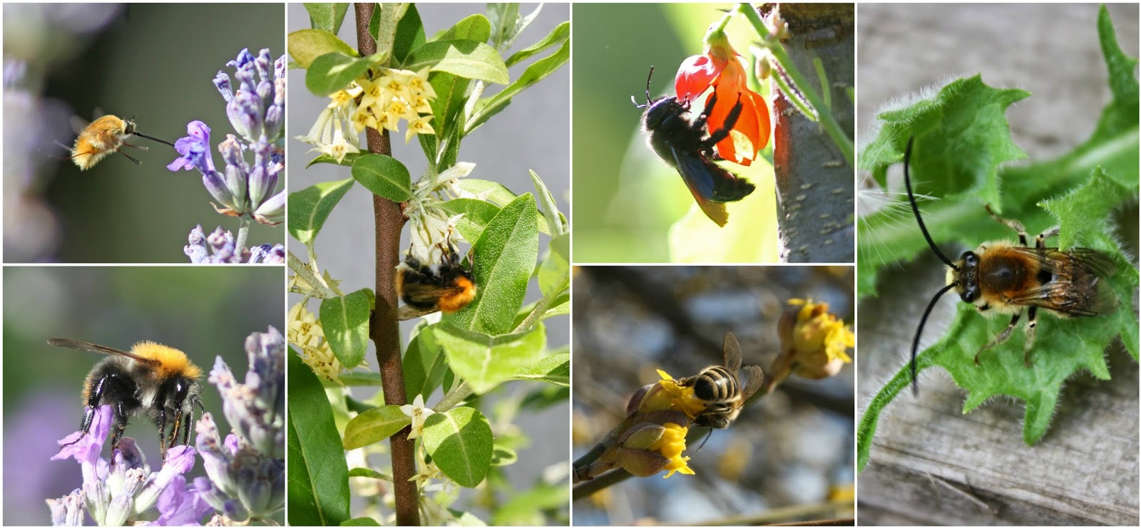 Balkan Ecology Project Trees for Bees