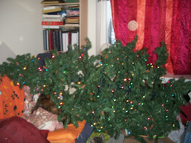 The tree after the cat knocked it over 