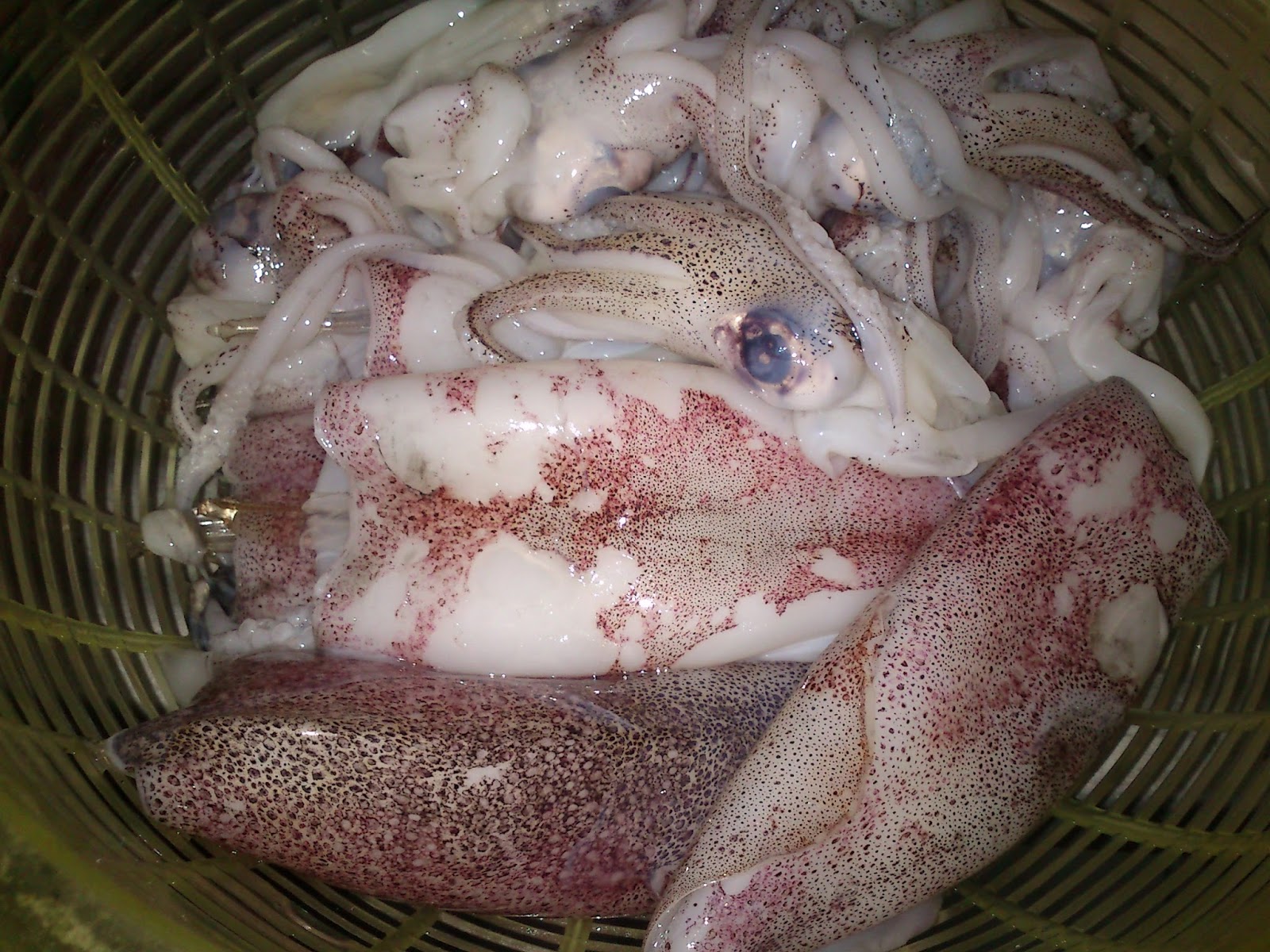 Resepi Mudah Ketupat Sotong Atau Sotong Sumbat