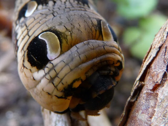 Abbey Meadows: Strange caterpillars in the garden
