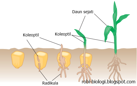 Germinasi (perkecambahan) biji - BELAJAR BIOLOGI