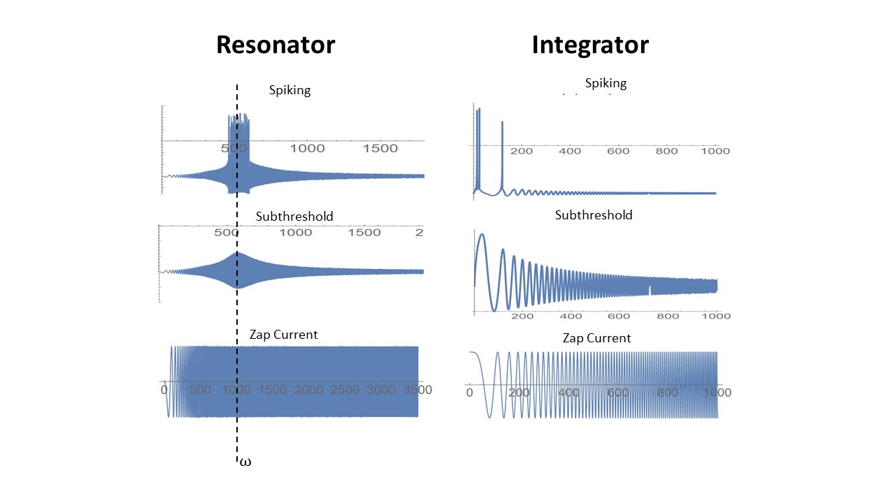 Part 3 Izhikevich's simple neurons Resonators and Integrators.