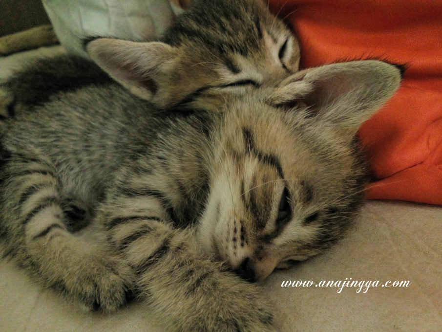 Boleh Ke Beri Air Kelapa Untuk Anak Kucing Sakit