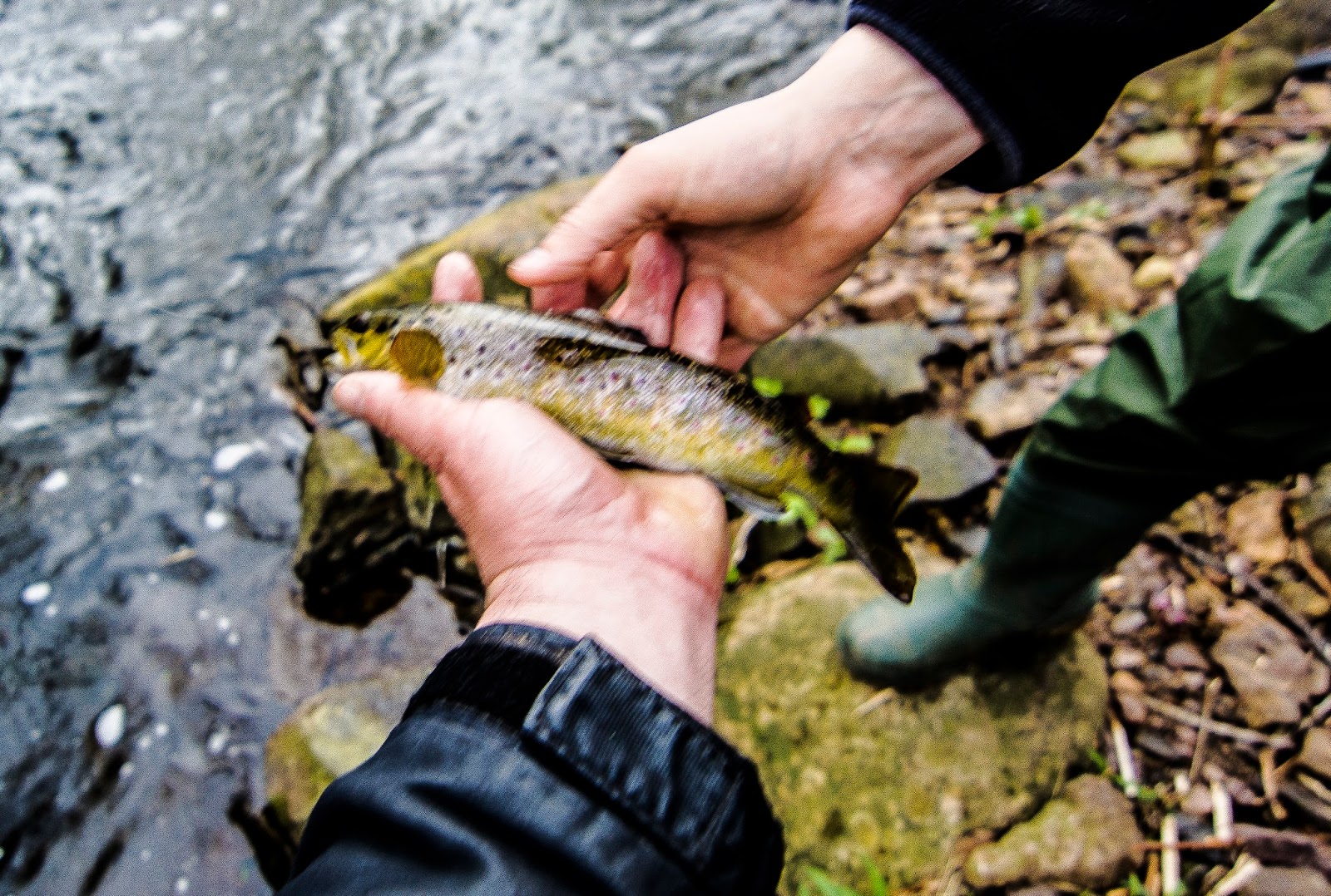 Fishing in New Jersey Native and Wild Trout of New Jersey