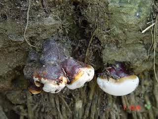 DITRIBUTOR-NASAKENDAL.BLOGSPOT.COM GLIO OBAT GANODERMA DI LUBU BASUNG