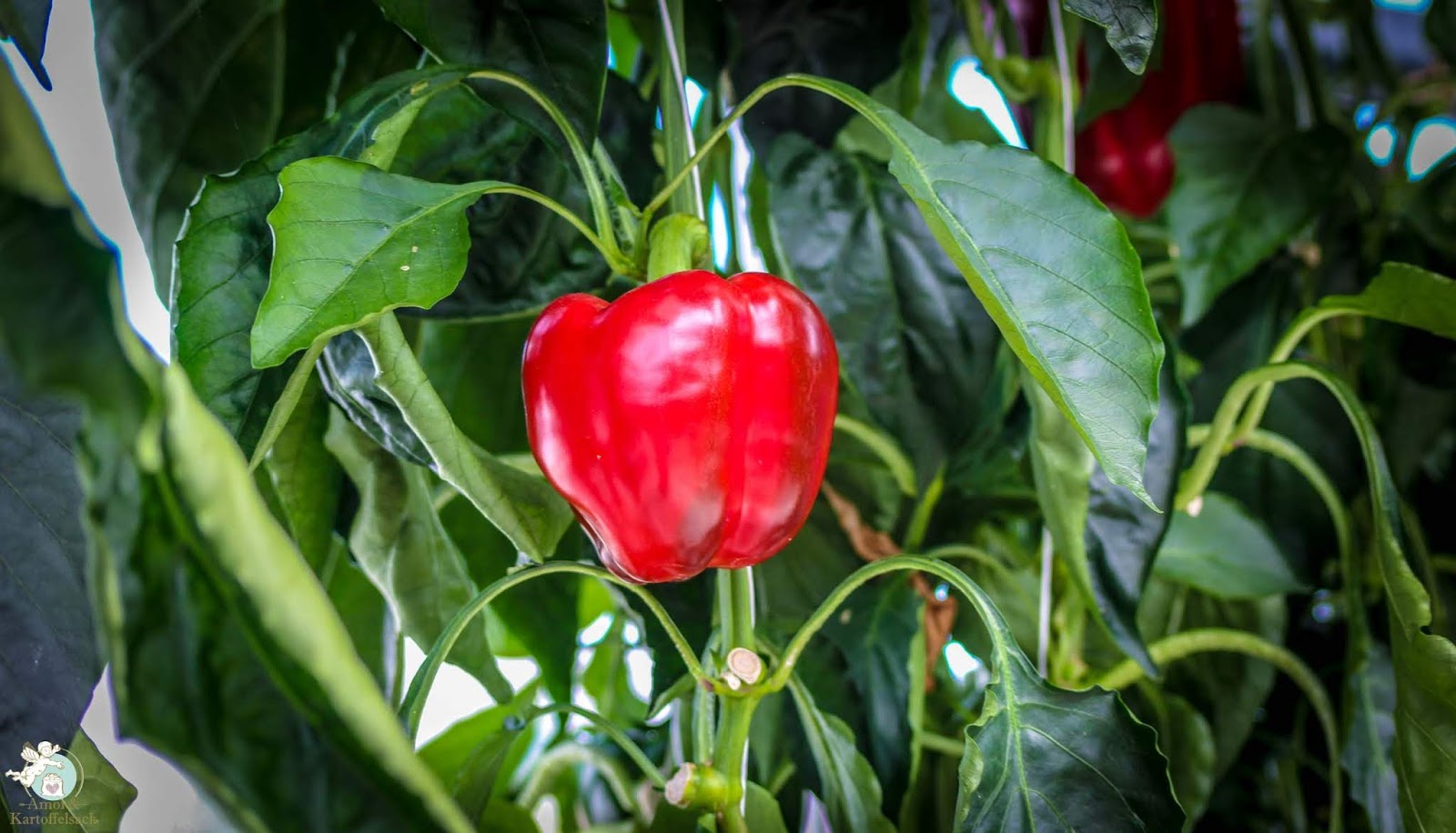 Nurnberginfo Enttauschung Uber Den Cramer Klett Park
