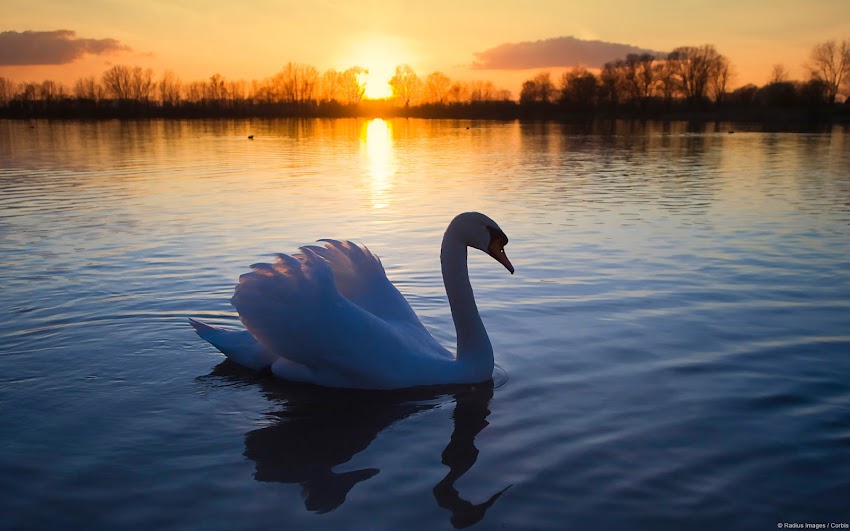 Swan Swan