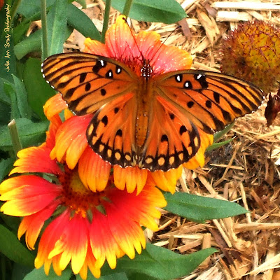 Gulf Fritillary Butterfly -- Jacksonville, Florida Gulf Fritillary Butterfly -- Jacksonville, Florida