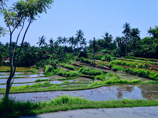 Terrace Rice Field Landscape At Ringdikit Village North Bali Indonesia
