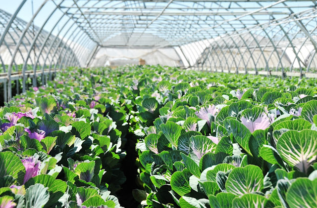 Ornamental Kale growing Sun Valley Group Brassica