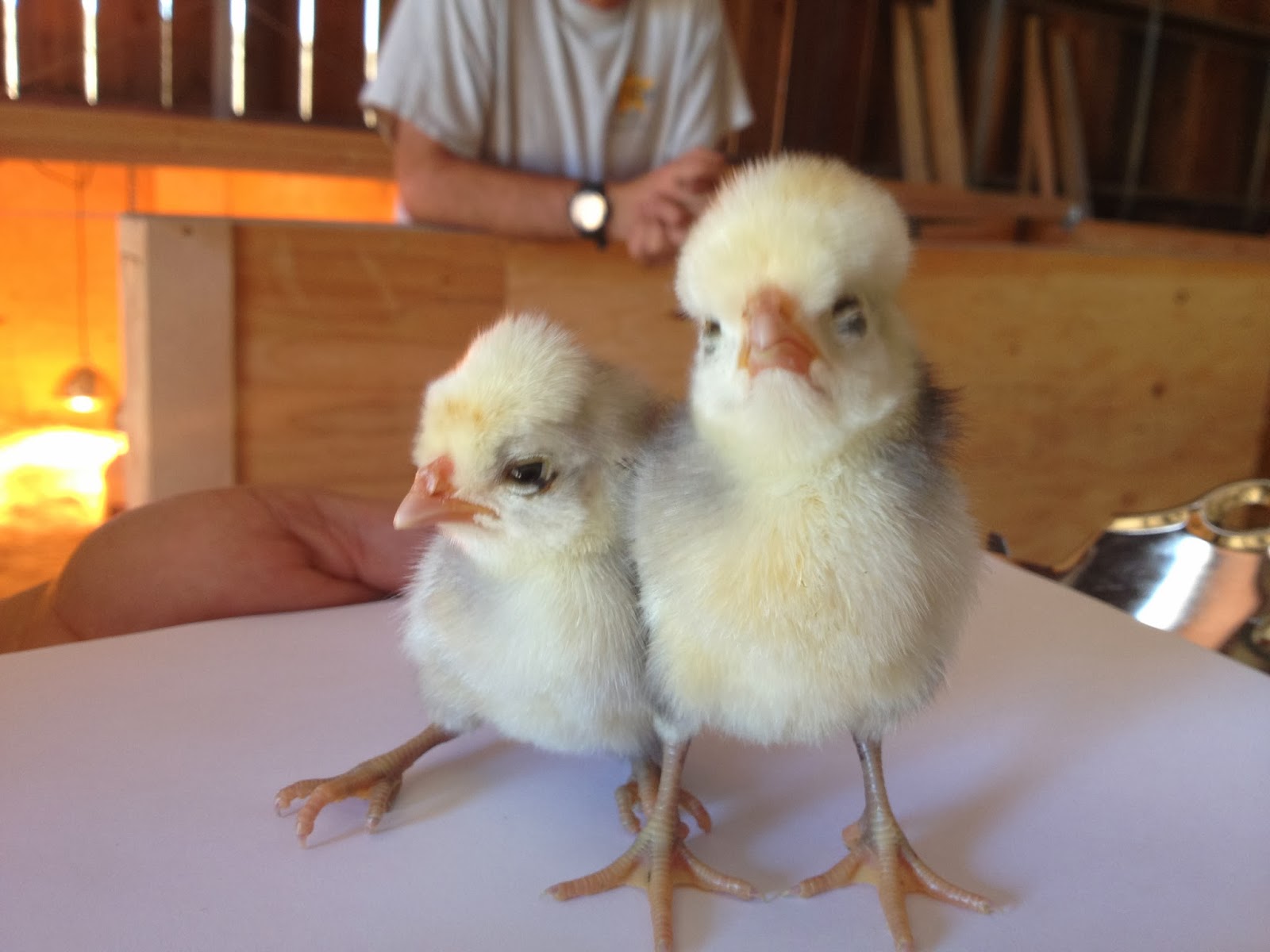 lassensloves.com, JoKeKa+Farm+Chicks