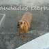 Reutilize a água dos cachorros (que sobra)