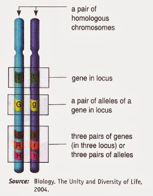 Gene is Located Inside Chromosome - New Science Biology