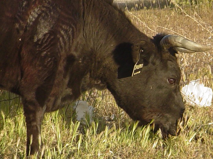 Starting a small scale cattle operation: