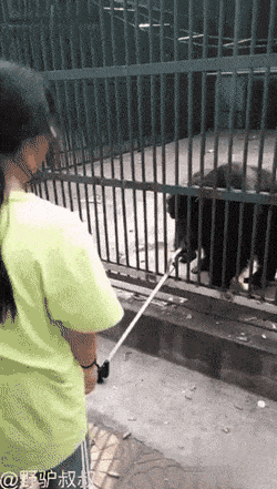 OrnateCavernousBassethound-size_restricted.gif