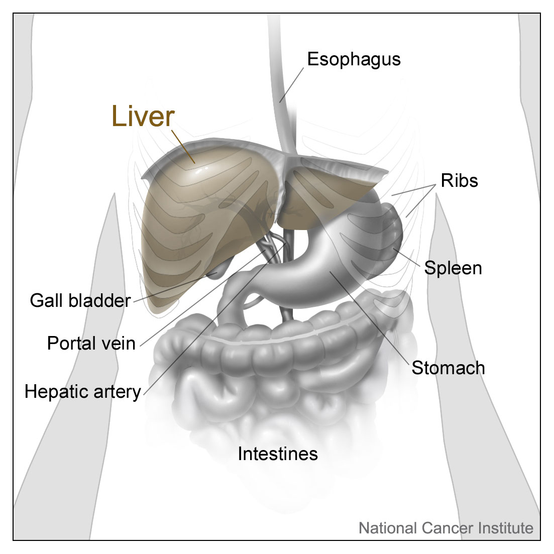 According2Robyn Digestive System, Part 8 Liver and Cecum