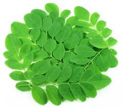 Moringa Oleifera