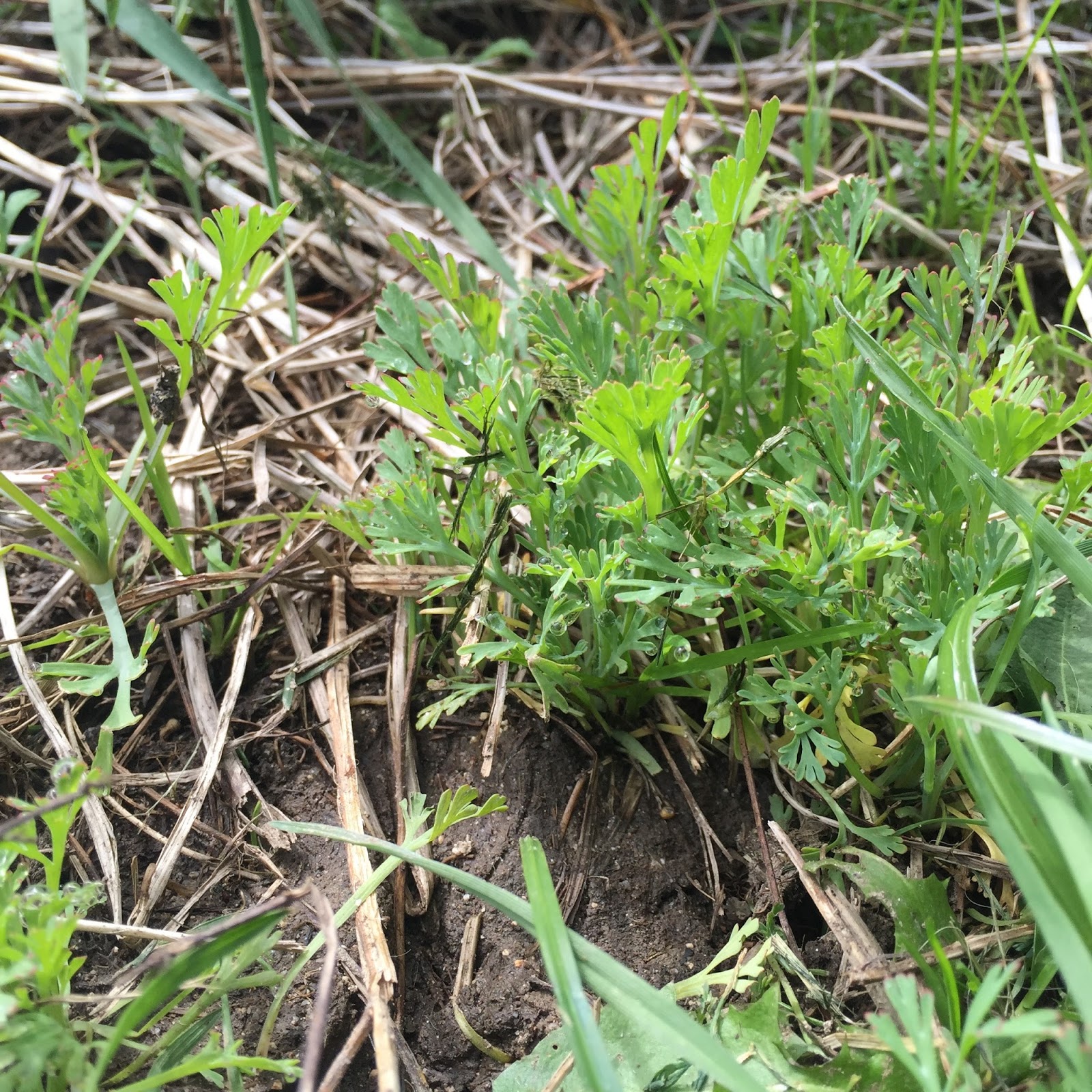 How to Establish a SelfSeeding Wildflower Bed Wild Rose