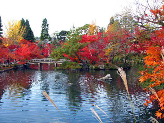 池、The pond where a mandarin ducks and a carp play