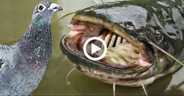 Fish eating Birds - Kanendath.com