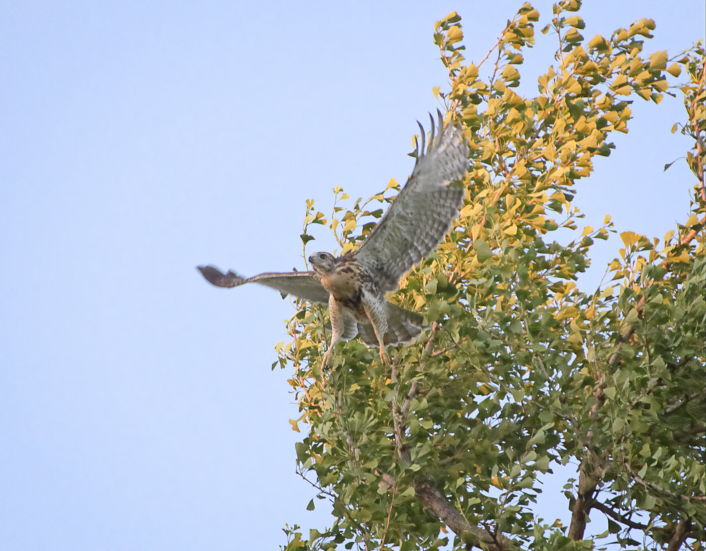 EV Grieve: Fledge night
